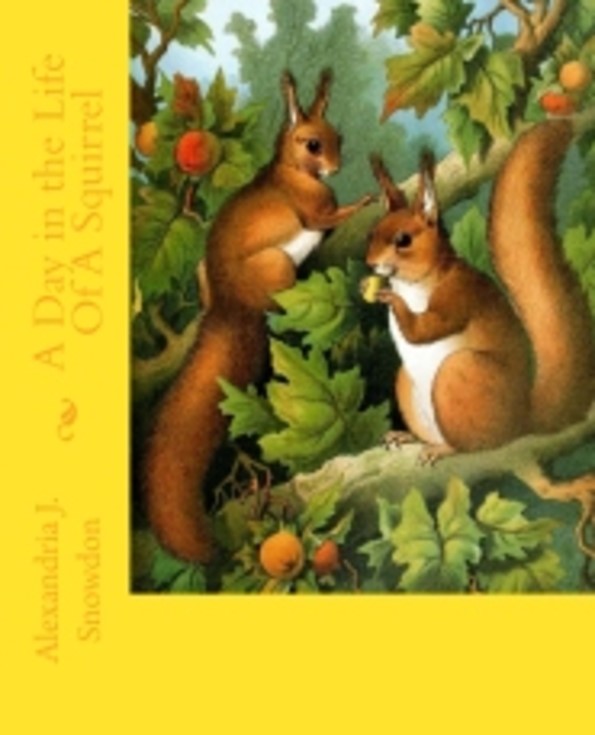 squirrel 772 pixel