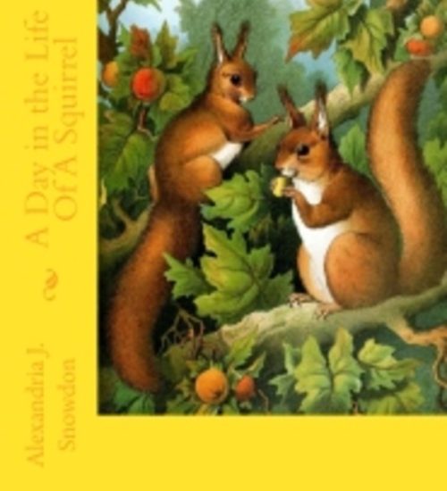 squirrel 772 pixel