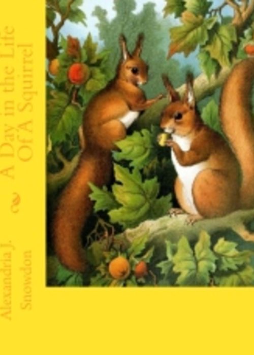 squirrel 772 pixel